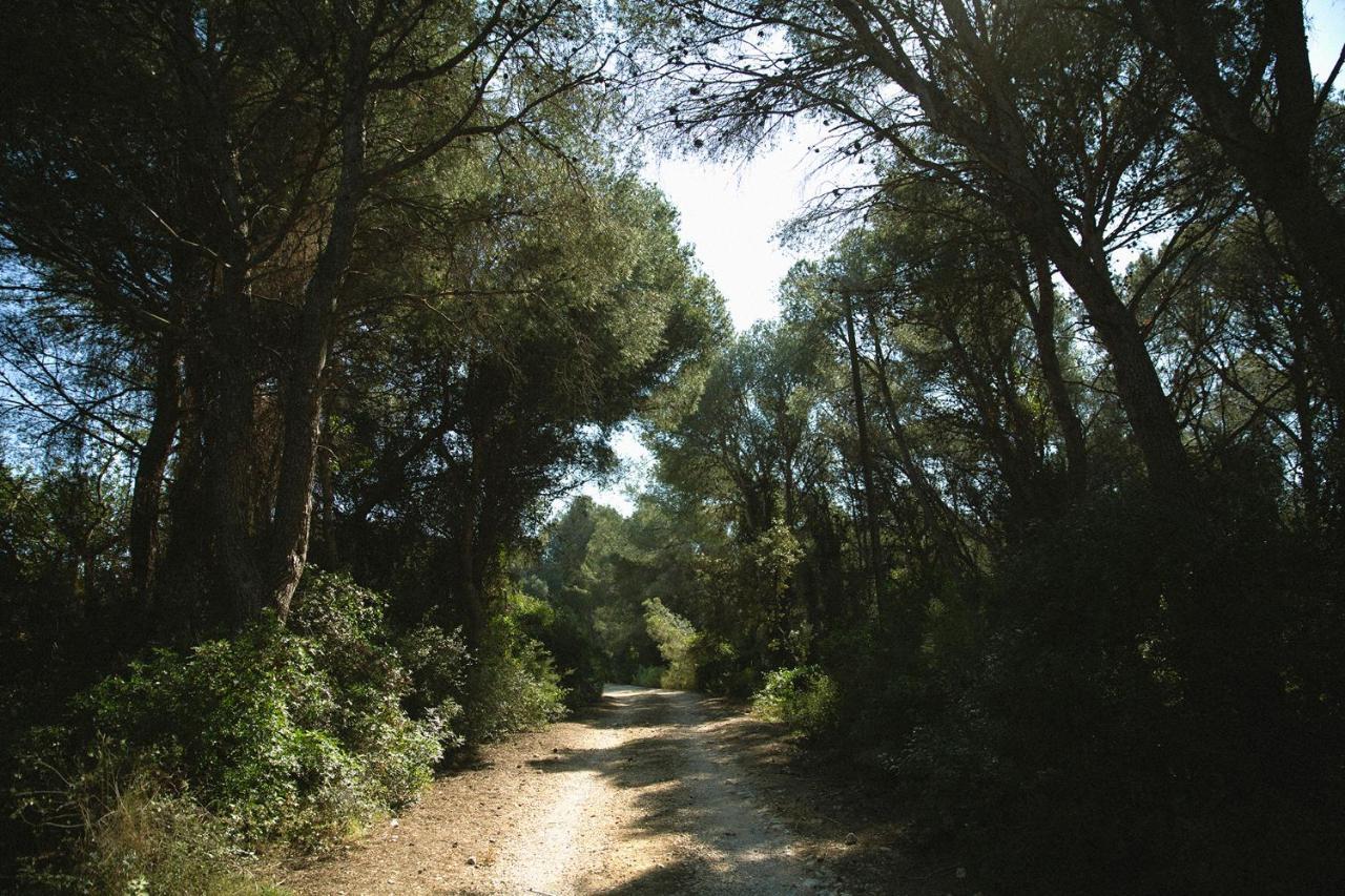 Masia Bartomeu Rural House Between Vineyards 2Km From The Beach 엘벤드렐 외부 사진