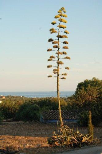 Masia Bartomeu Rural House Between Vineyards 2Km From The Beach 엘벤드렐 외부 사진